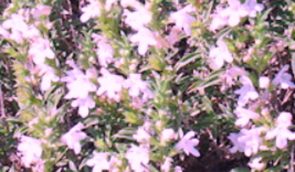satureja montana